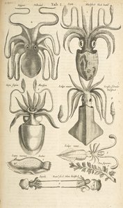 Pestaña I, Pulpo, Ilustración de 