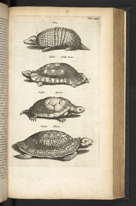 Ficha 80, Tortugas, Ilustración de 