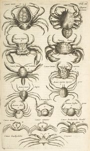 Ficha VI, Cangrejos, Ilustración de de Mattaus the Younger Merian