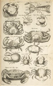Ficha V, cangrejos, ilustración de 