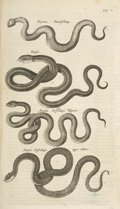 Ficha V, Serpientes, Ilustración de 