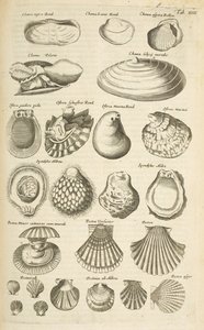 Ficha XIV, varias conchas, ilustración de 
