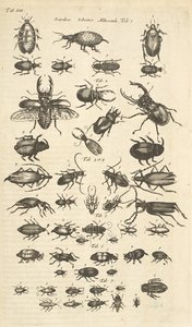 Ficha XIII, Escarabajos, Ilustración de 