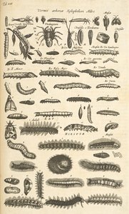 Ficha XIX, Orugas, Ilustración de 