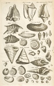 Ficha XI, Varias conchas, Ilustración de 