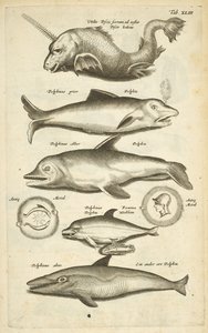 Ficha 43, Delfines, Ilustración de 