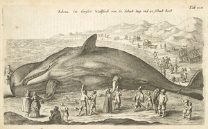 Ficha XLII, Ballena, Ilustración de 