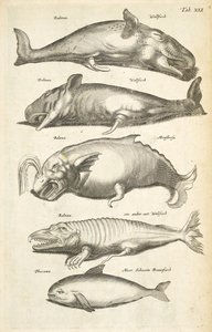 Ficha XLI, Ballenas, Ilustración de 