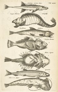 Pestaña 47, Especies de peces, Ilustración de 