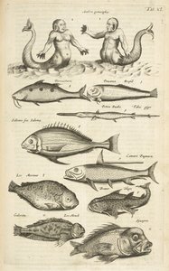 Ficha 40, Antropomorfos; Sirena; Tritón; Peces tropicales, Ilustración de 