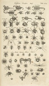 Ficha XVIII, escorpiones terrestres y arácnidos, ilustración de 