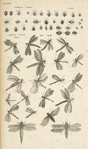 Ficha XVII, Libélulas, Ilustración de 
