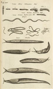 Ficha XXIV, babosas y gusanos, ilustración de 
