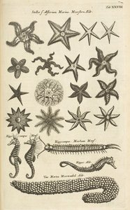 Ficha XXVIII, Estrellas de mar y caballitos de mar, Ilustración de de Mattaus the Younger Merian