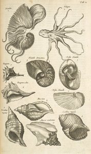Ficha X, conchas de pulpo y Nautilus, ilustración de 