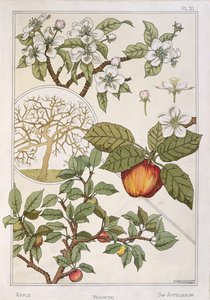 Manzano, frutos y flores, de la "Encyclopédie Botanique", c.1900 (litografía en color) de Maurice Pillard Verneuil