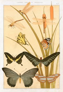 Mariposas, pub. 1897 de Maurice Pillard Verneuil