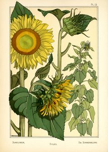 El girasol (litografía en color) de Maurice Pillard Verneuil