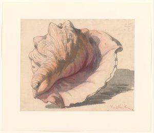 Schelp