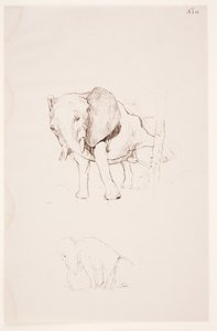"Weg der Befleckung" - Elefante defecando. 2 estudios de Max Klinger
