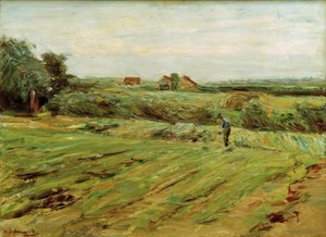 Campo de cosecha – Campo de coles (?)