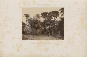 Bosques de palmeras Daltiers y Doums