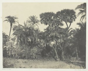 Bosque de datileros y palmeras doums, Alto Egipto, 1849-51 de Maxime Du Camp
