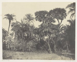 Bosque de palmeras datileras y dom, Alto Egipto de Maxime Du Camp
