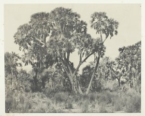 Palmiers Doums, Alto Egipto, 1849-51, impreso en 1852