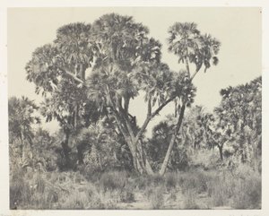 Palmeras Doums, Alto Egipto de Maxime Du Camp