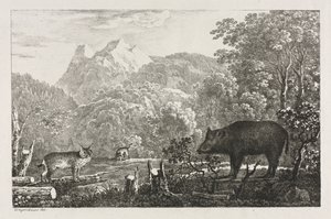Jabalí, gato montés y lince, 1807 de Maximilian Josef Wagenbauer