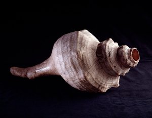 Arte precolombino, civilización maya, período clásico: concha marina utilizada como instrumento musical (trompeta). De Uaxactún, Guatemala. Guatemala, Museo Nazionale di Archeologia e Etnologia