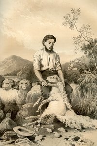 Esquila de ovejas, 1879 de McFarlane and Erskine