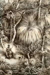 Escena del bosque de Tasmania, 1879 de McFarlane and Erskine
