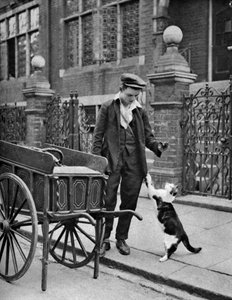 Vendedor de carne de gato, Londres, 1926-1927