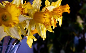 Línea de flores de Melanie Hermine Lichterfeld