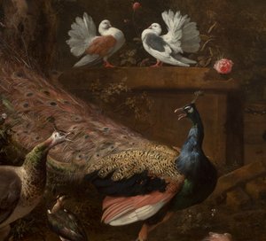 (detalle) de Menagerie, c.1680 de Melchior de Hondecoeter