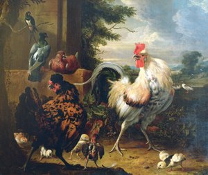 Aves de corral en el corral