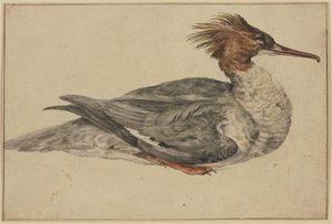Pato recostado con cresta marrón, pico y patas rojos de Melchior de Hondecoeter