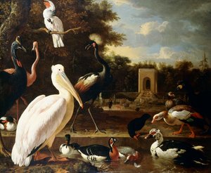 Muchos tipos diferentes de aves en un estanque en un parque