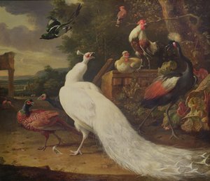 El pavo real blanco