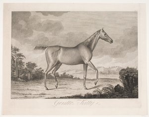 El caballo "Gentle Kitty" de Meno Haas
