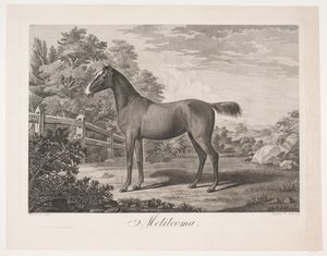 El caballo "Melilcoma" de Meno Haas