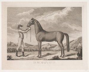 El caballo "Turcmainatti"