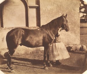 Sultán