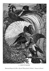 Aves del paraíso, c. 1770-1820 de Messrs Sly and Wilson