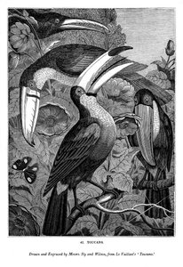 Tucanes, c. 1770-1820 1843
