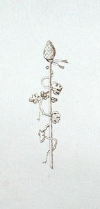 Dibujo del álbum de recortes de Michael Faraday
