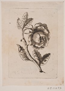 Una rosa de Michael Fosie