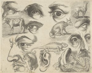 Hoja de estudio con ejemplos de dibujo: ojos, cabezas y animales
Ejemplos de dibujos (título de la serie) de Michael Snijders